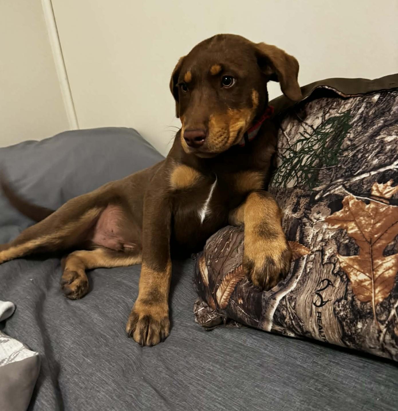 Enlarge Sparky, a ADOPTABLE mixed breed in Bethlehem, PA image 2/2