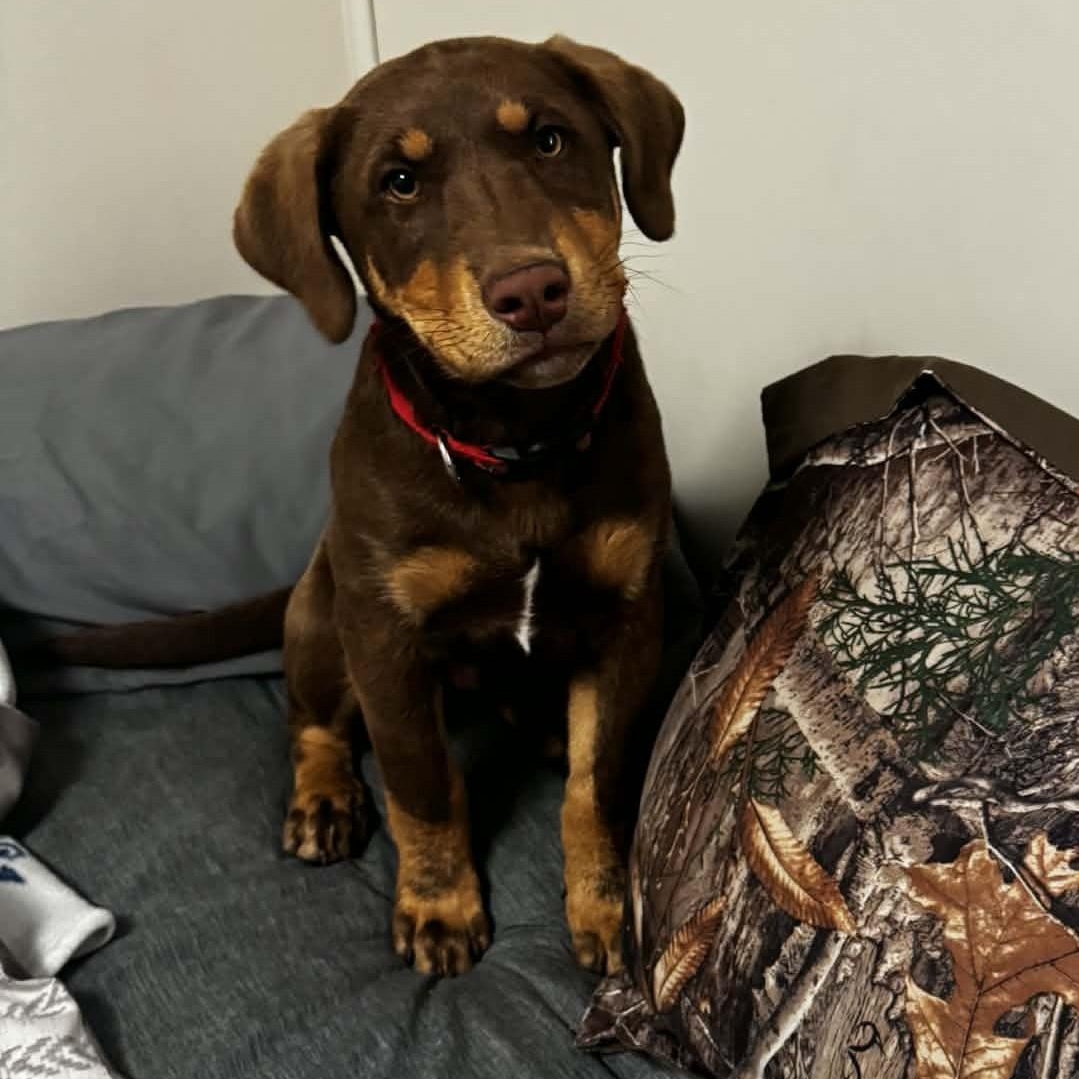 Sparky, ADOPTABLE, Young Male Hound & Labrador Retriever.