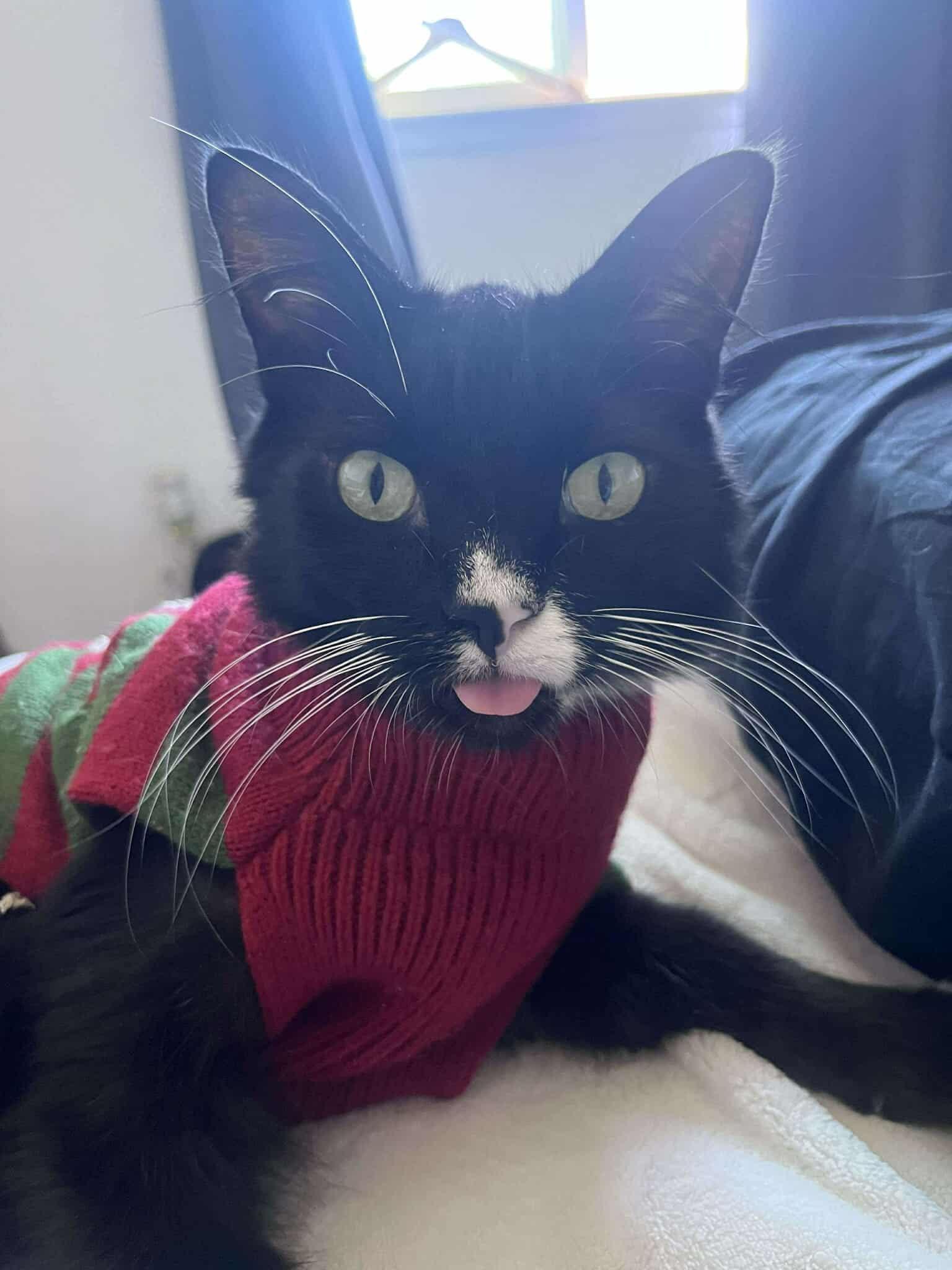 Nermal, a ADOPTABLE Domestic Medium Hair in Santa Cruz, CA image 1/5