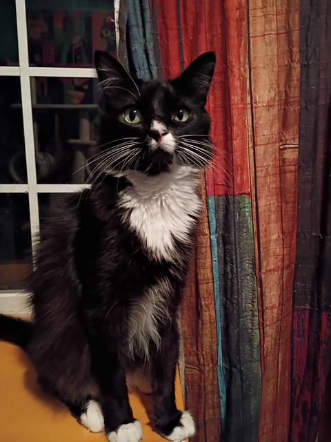 Nermal, a ADOPTABLE Domestic Medium Hair in Santa Cruz, CA image 3/5