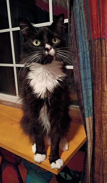 Nermal, a ADOPTABLE Domestic Medium Hair in Santa Cruz, CA image 2/5