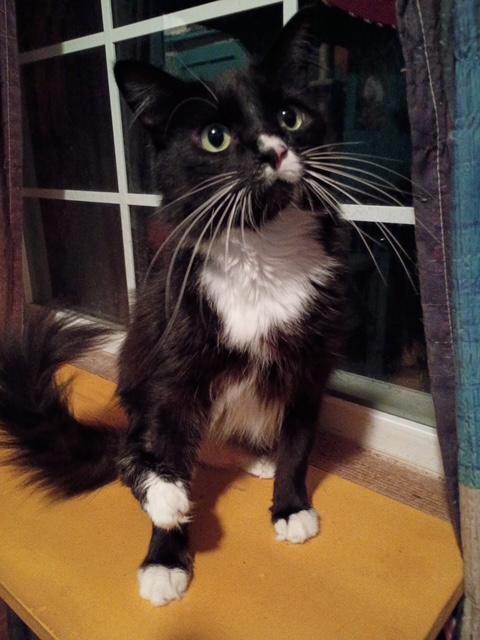 Nermal, a ADOPTABLE Domestic Medium Hair in Santa Cruz, CA image 4/5