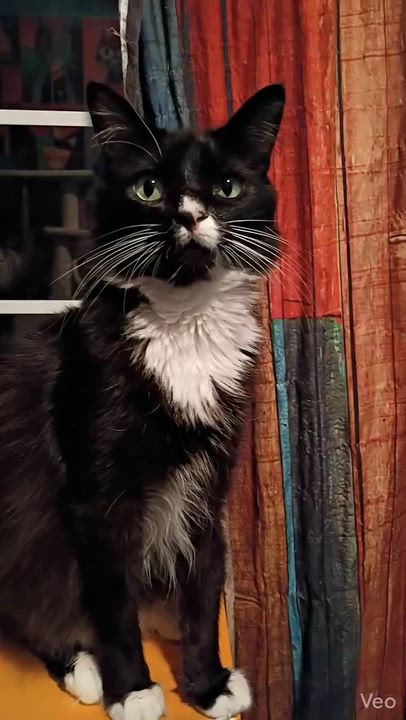 Enlarge Nermal, a ADOPTABLE Domestic Medium Hair in Santa Cruz, CA video 5/5