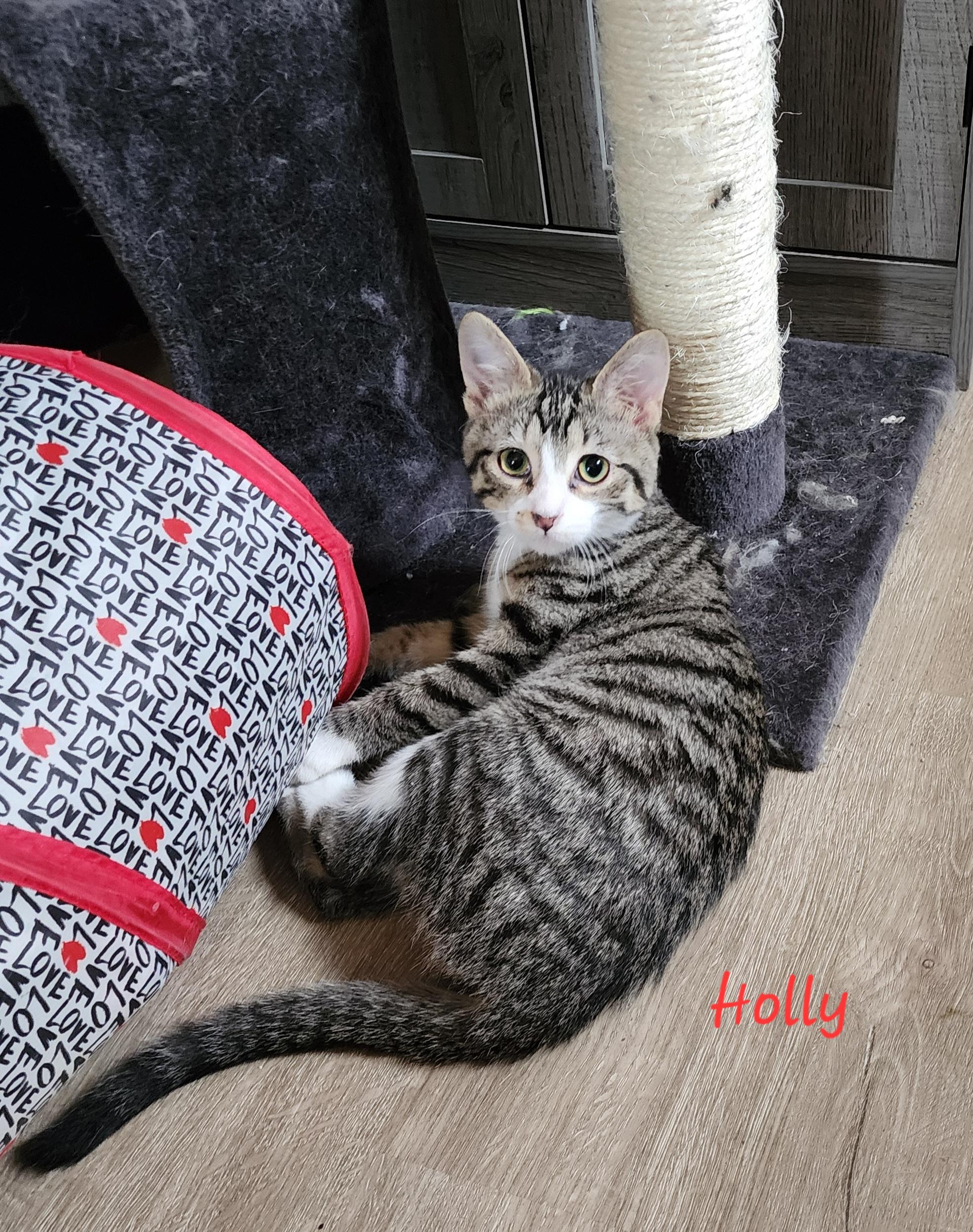 Holly, a Adoptable Domestic Short Hair in Waterloo, IA image 4/5