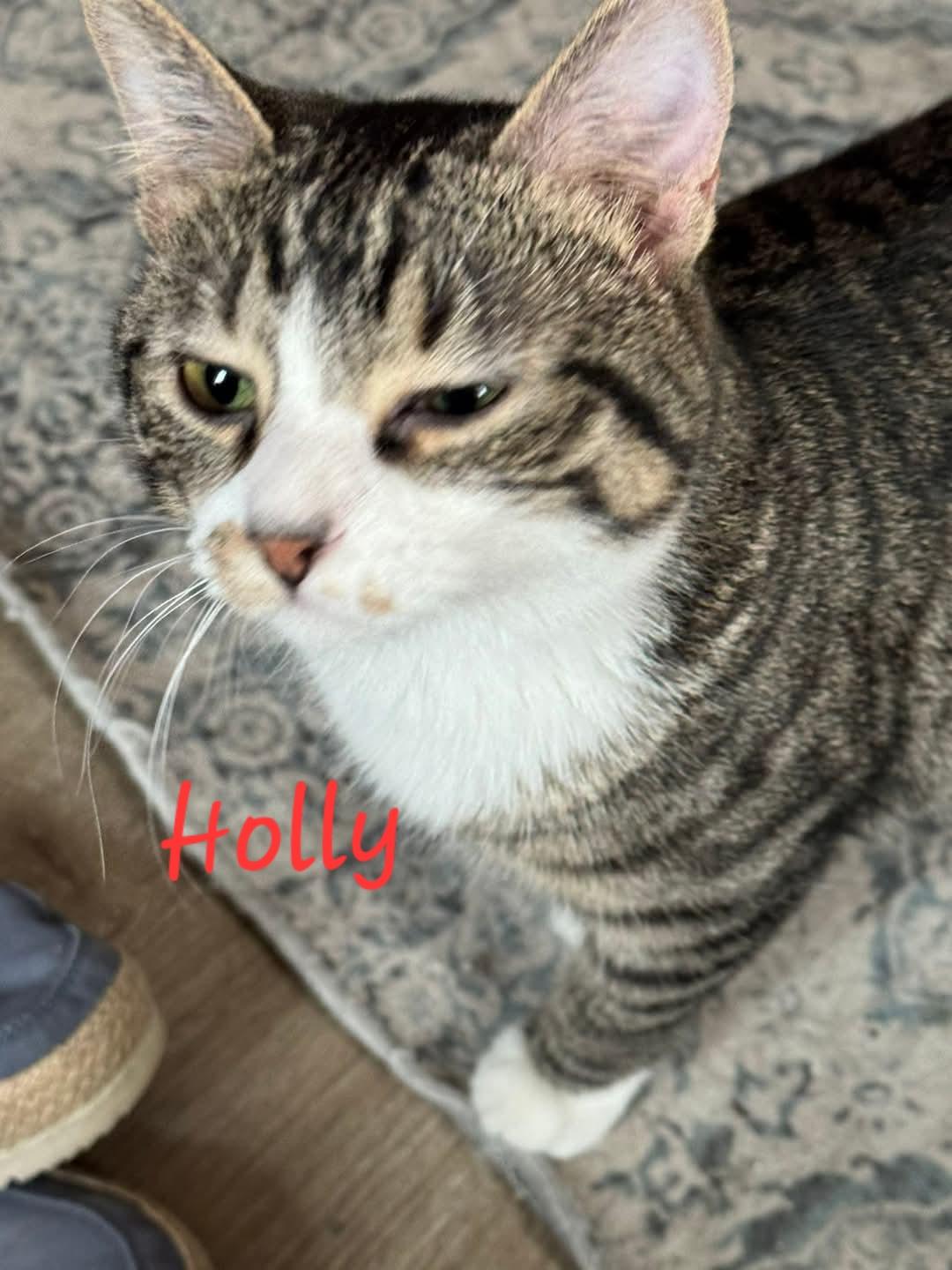 Holly, a Adoptable Domestic Short Hair in Waterloo, IA image 2/5