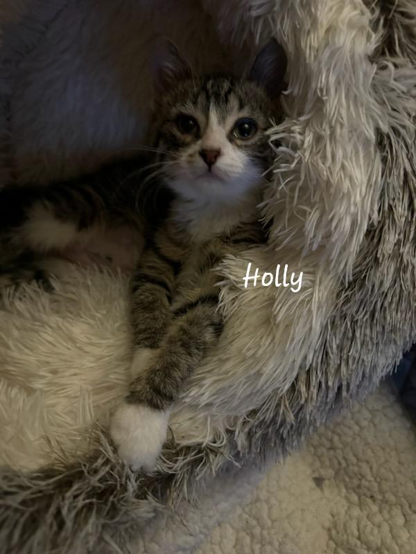Holly, a Adoptable Domestic Short Hair in Waterloo, IA image 5/5