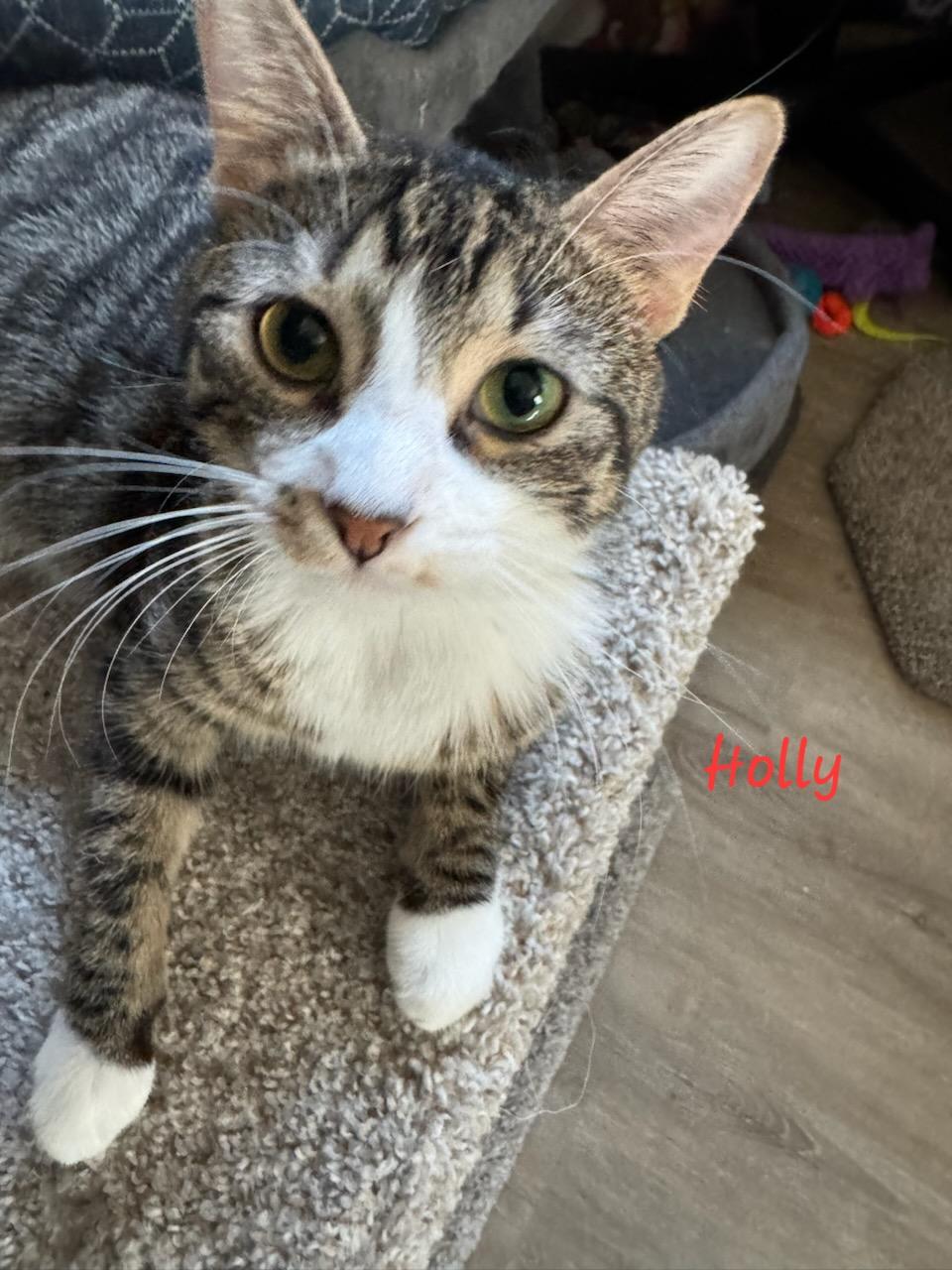 Holly, Adoptable, Young Female Domestic Short Hair.