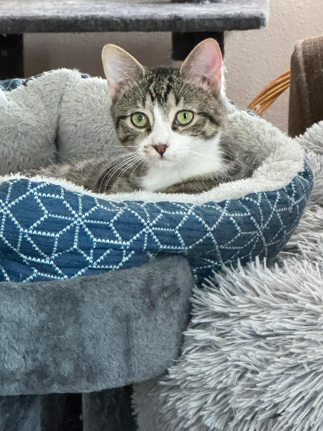 Holly, a Adoptable Domestic Short Hair in Waterloo, IA image 3/5