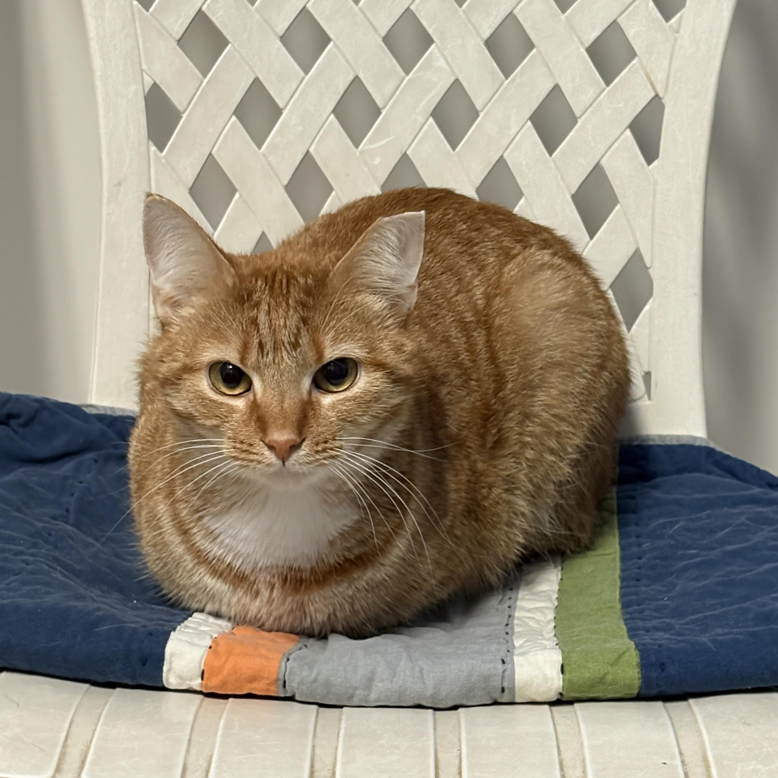 Gabby, Adoptable, Adult Female Domestic Short Hair.