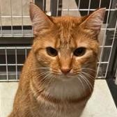 Gabby, Adoptable, Adult Female Domestic Short Hair.
