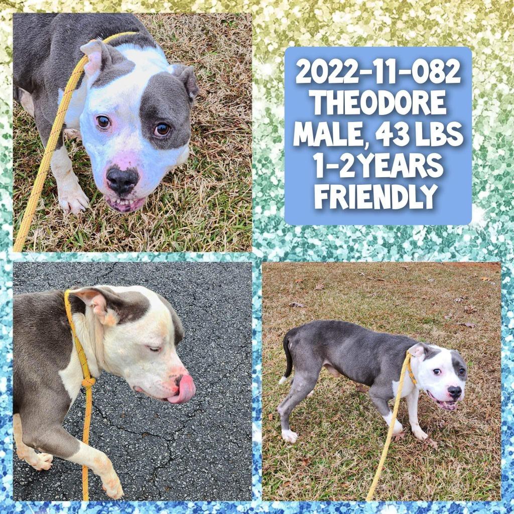 2022-11-082 *Theodore*, Adoptable, Adult Male Pit Bull Terrier.