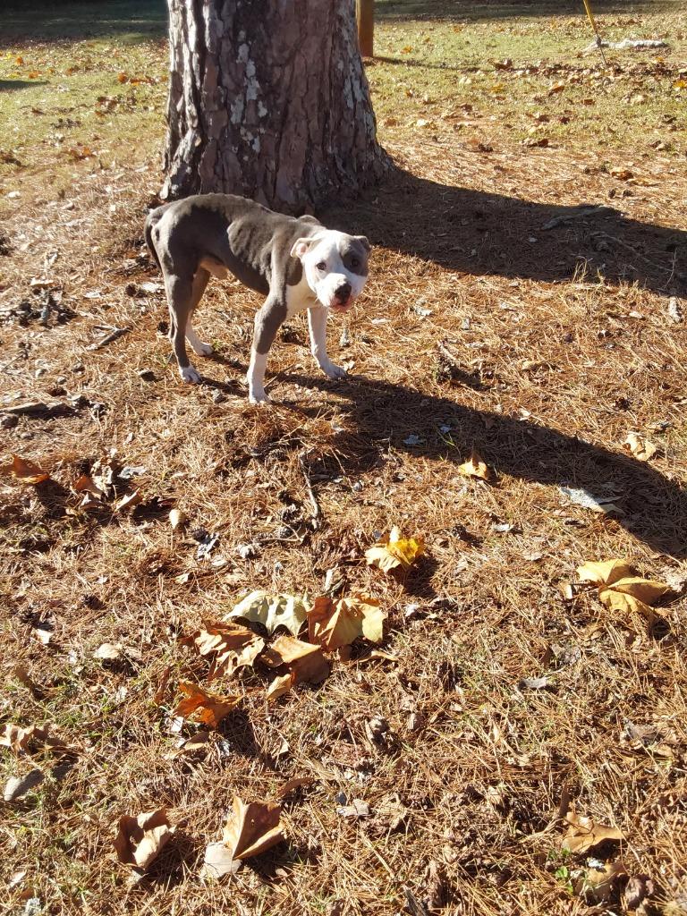 Enlarge 2022-11-082 *Theodore*, a Adoptable Pit Bull Terrier in Winder, GA image 2/2