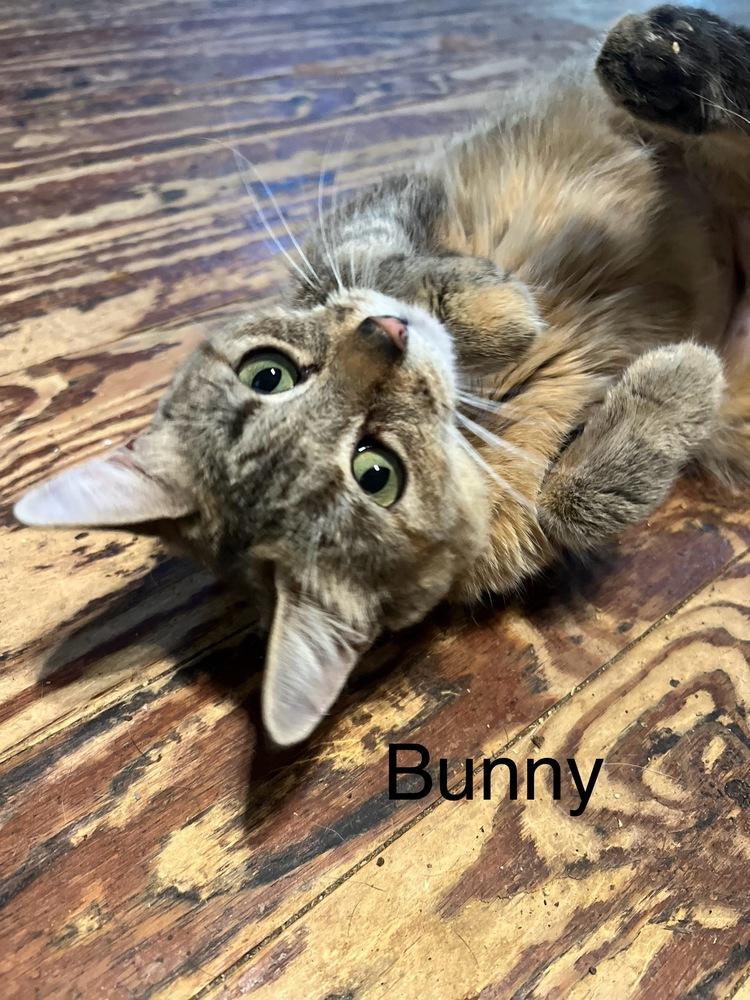 Bunny, Adoptable, Young Female Tabby.
