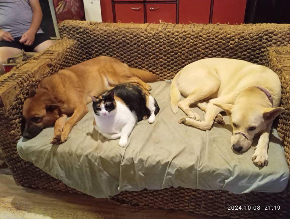 Enlarge Denny - ADOPTED, a Adoptable mixed breed in Wilmington, DE image 3/6