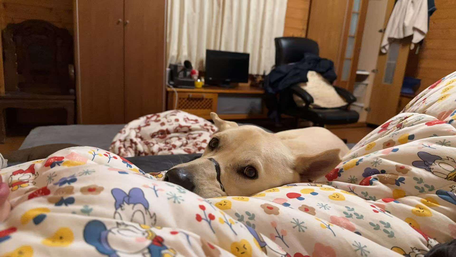 Enlarge Denny - ADOPTED, a Adoptable mixed breed in Wilmington, DE image 2/6