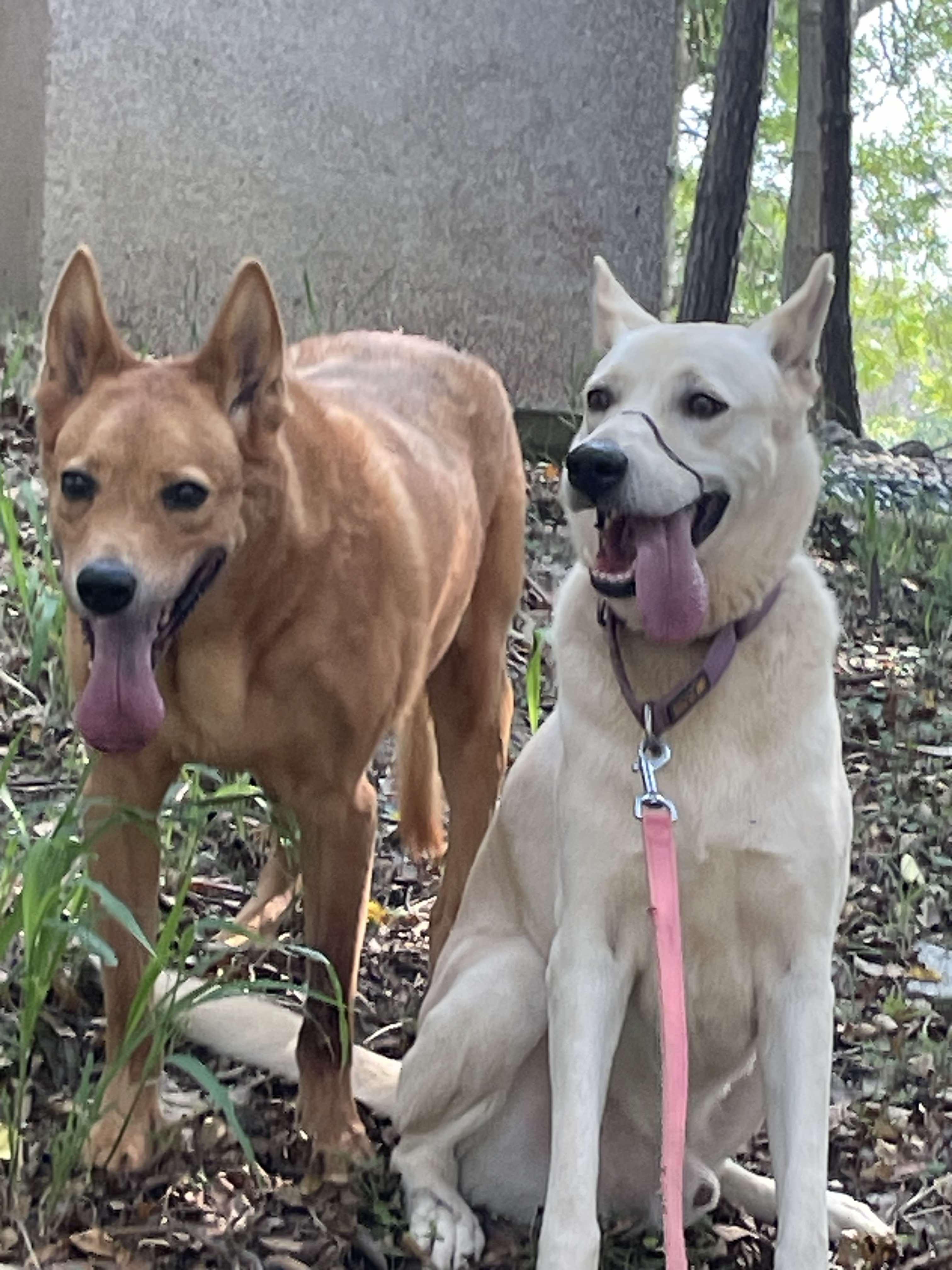 Denny - ADOPTED, an adoptable Labrador Retriever, Basenji in Wilmington, DE, 19810 | Photo Image 5