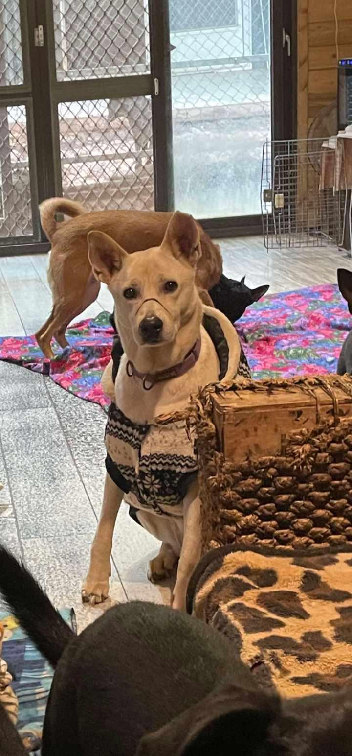 Enlarge Denny - ADOPTED, a Adoptable mixed breed in Wilmington, DE image 4/6