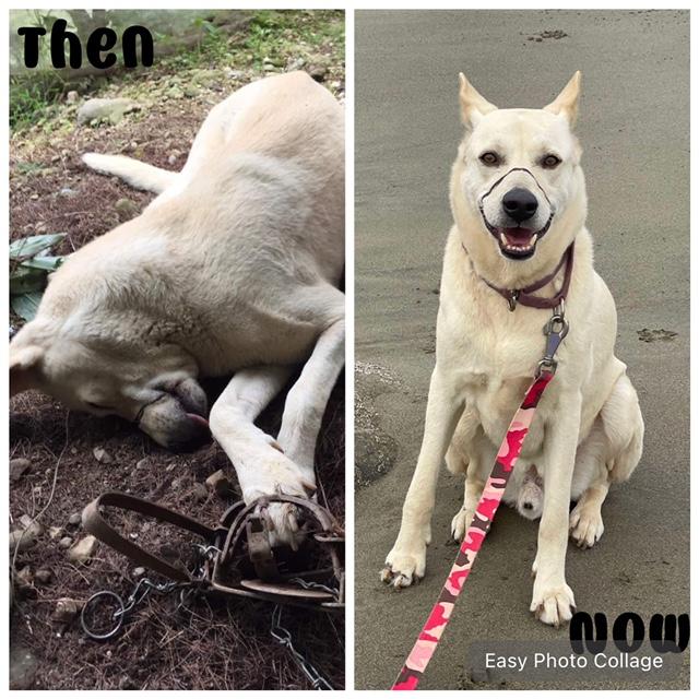 Denny - ADOPTED, an adoptable Labrador Retriever, Basenji in Wilmington, DE, 19810 | Photo Image 1
