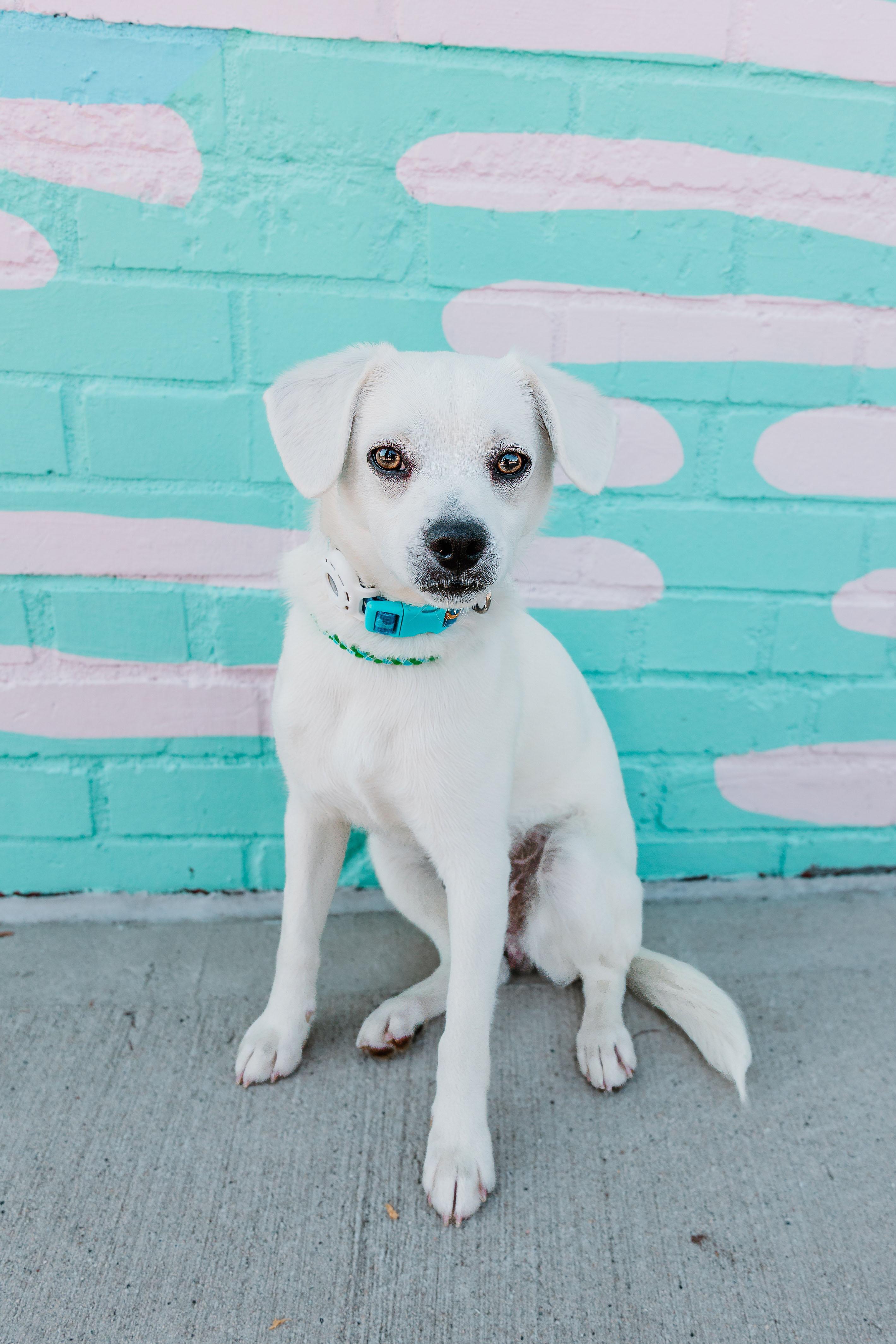 Enlarge Sammy, an adopted mixed breed in Waxhaw, NC image 2/6