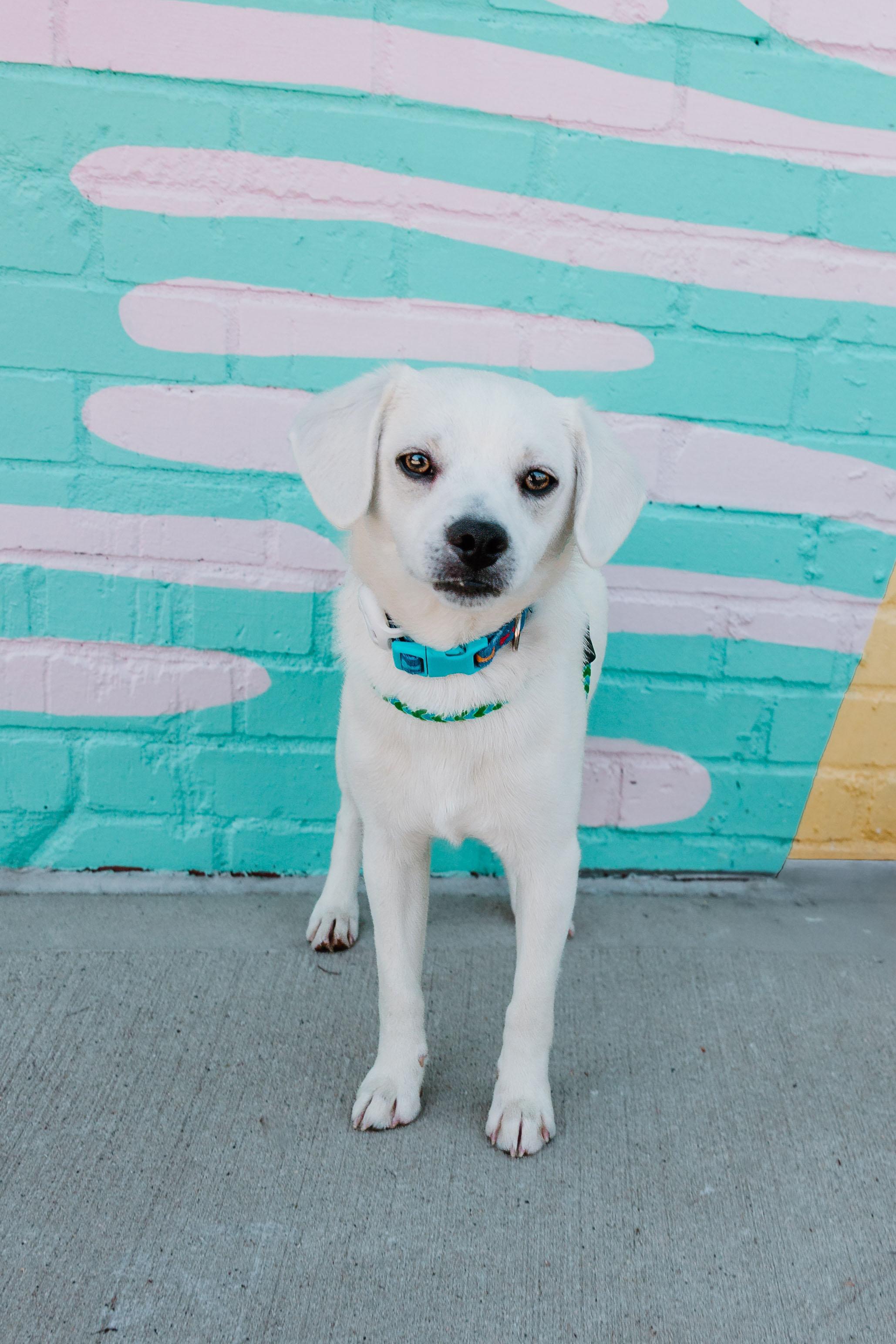 Sammy, adopted, Young Male Pug & Chihuahua.