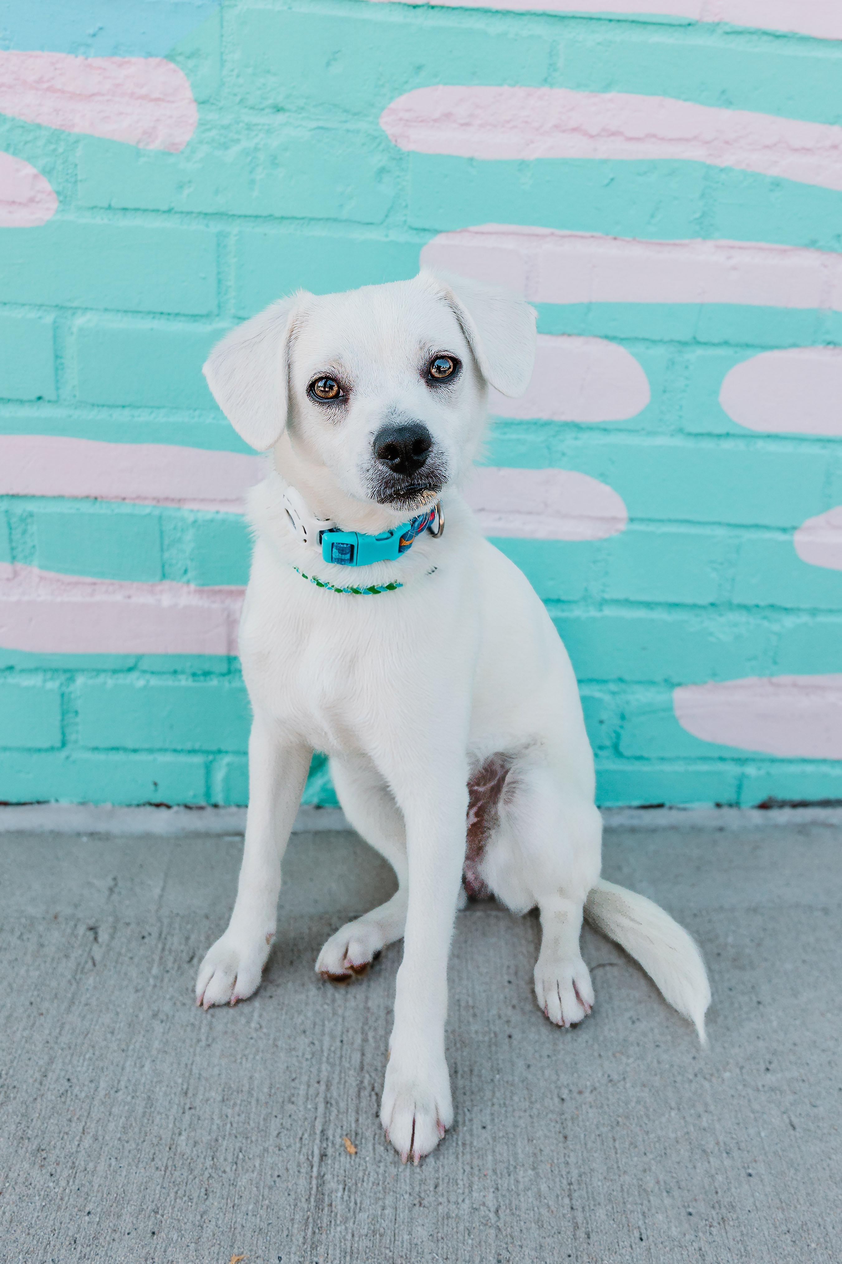 Enlarge Sammy, an adopted mixed breed in Waxhaw, NC image 6/6