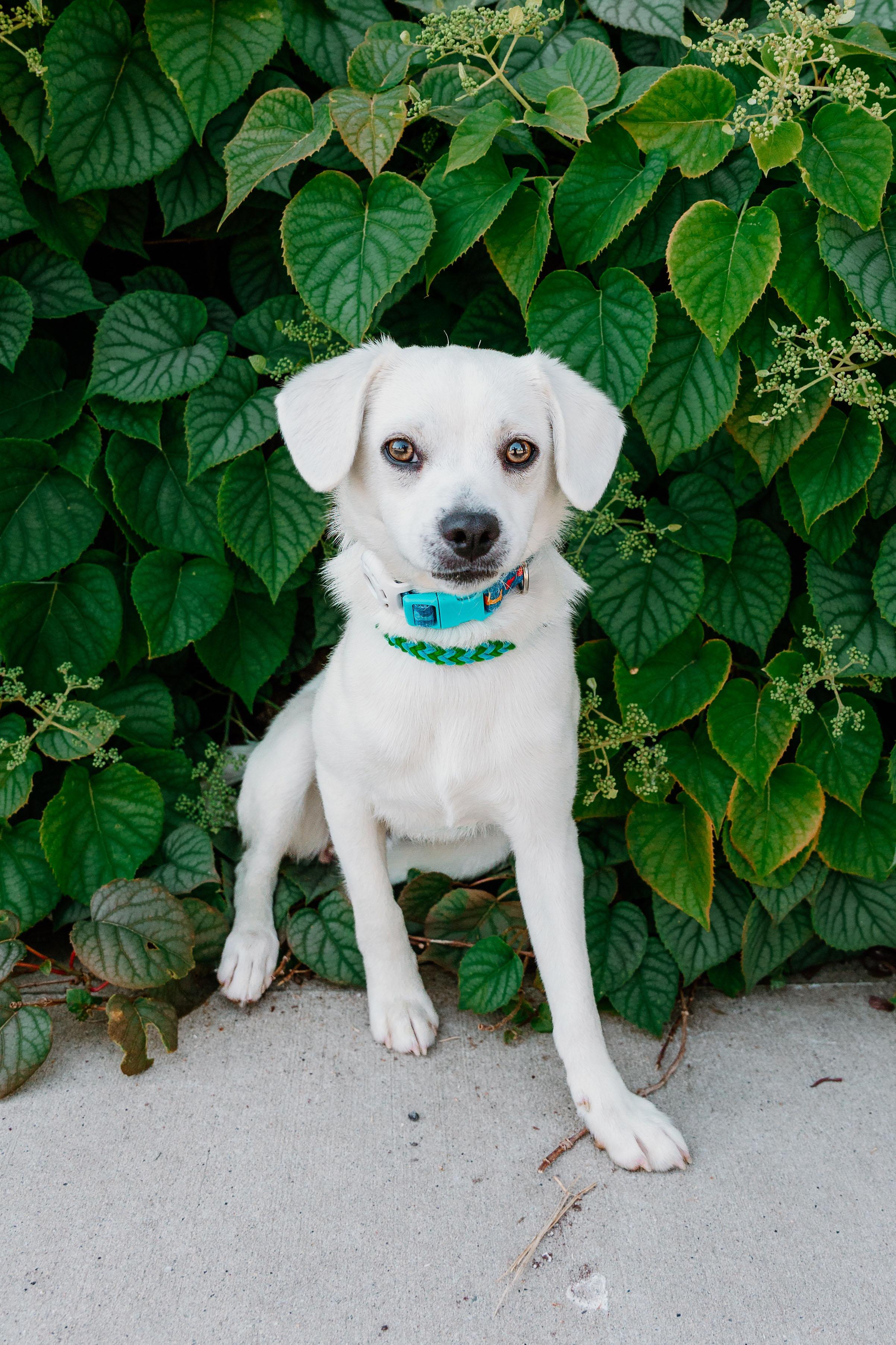 Enlarge Sammy, an adopted mixed breed in Waxhaw, NC image 4/6