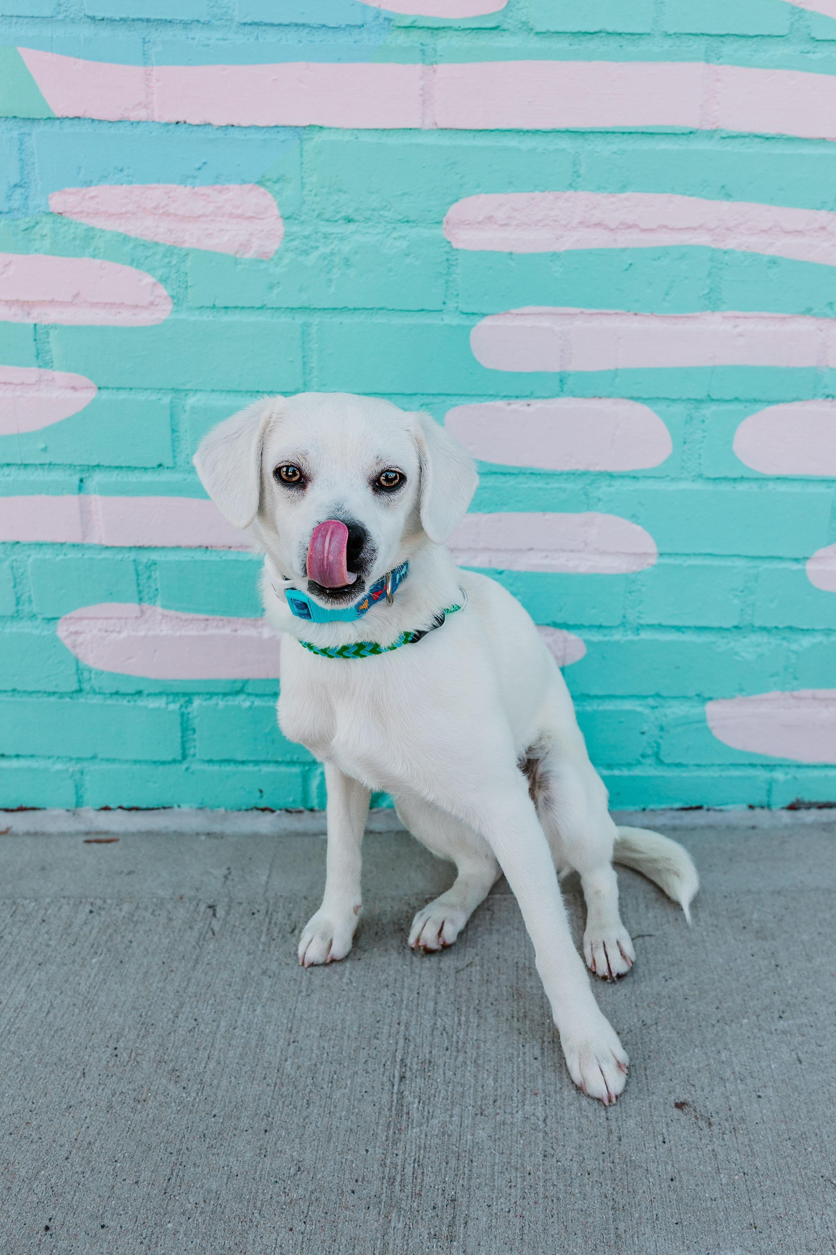 Enlarge Sammy, an adopted mixed breed in Waxhaw, NC image 3/6