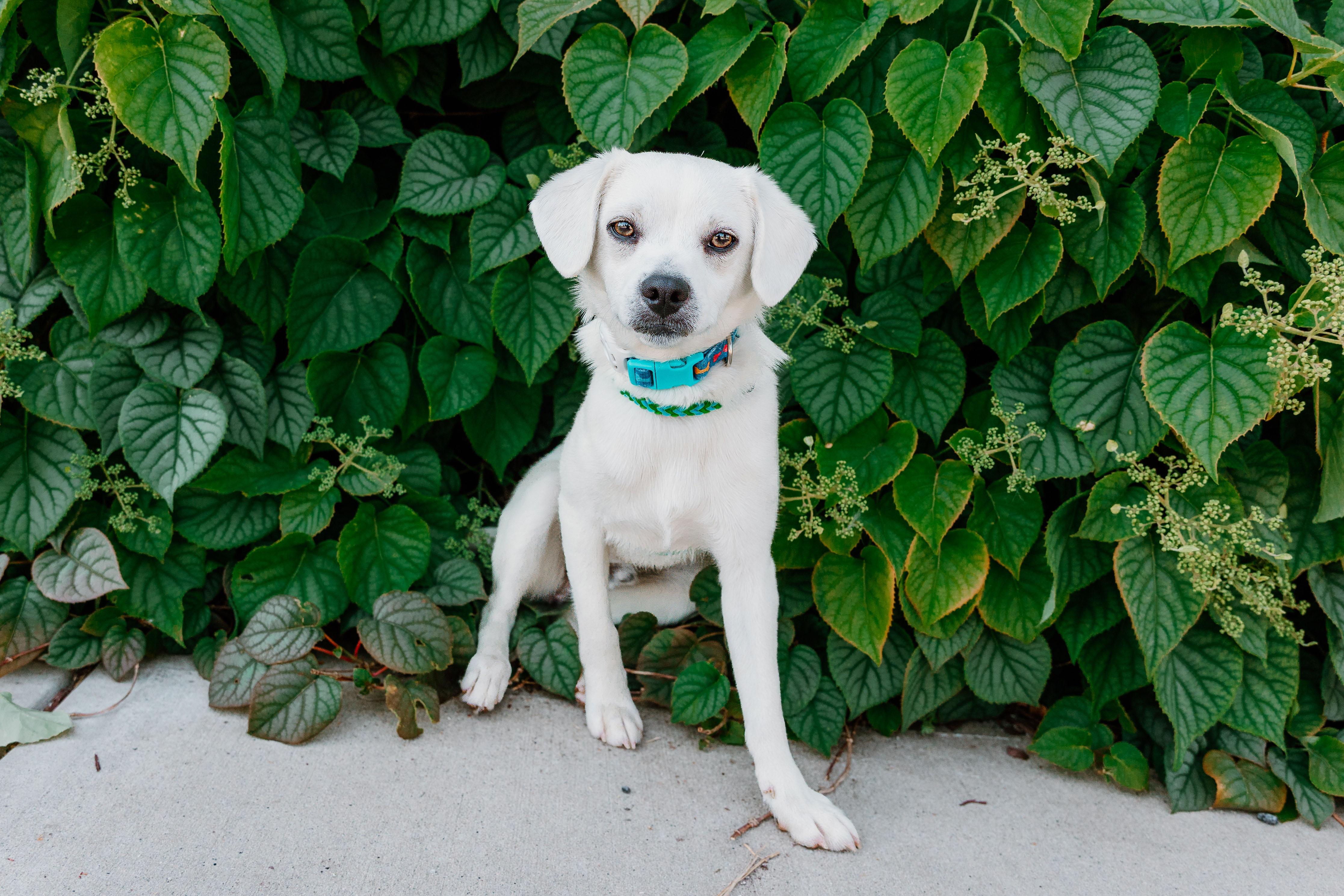 Enlarge Sammy, an adopted mixed breed in Waxhaw, NC image 5/6