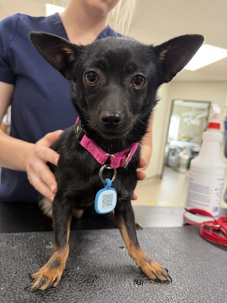 Enlarge Twizzler, a Adoptable mixed breed in Vancouver, WA image 1/1