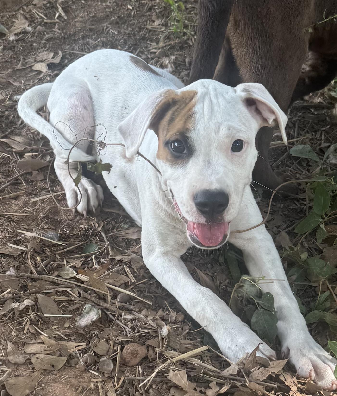 Tank, Adoptable, Young Male Boxer.