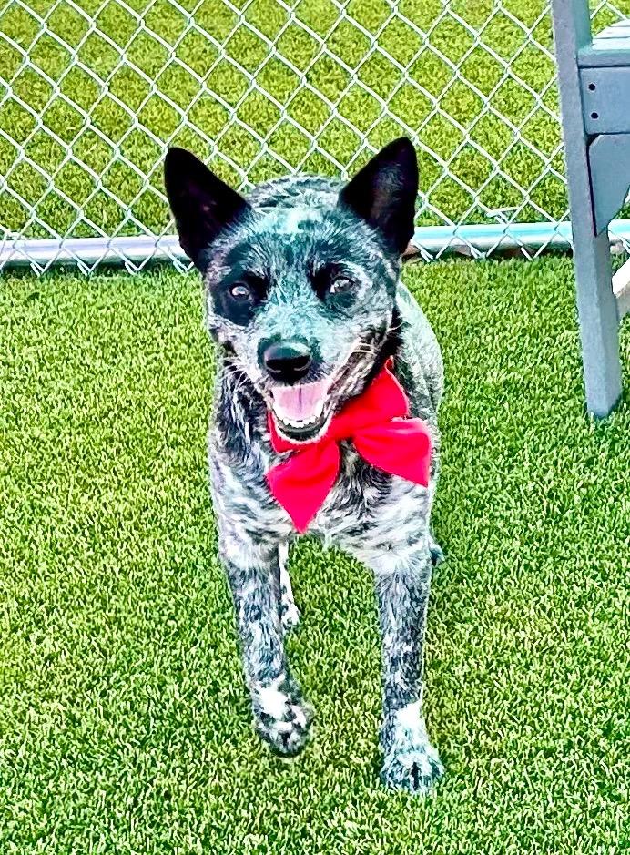 Ruthie, Adoptable, Young Female Australian Cattle Dog / Blue Heeler.