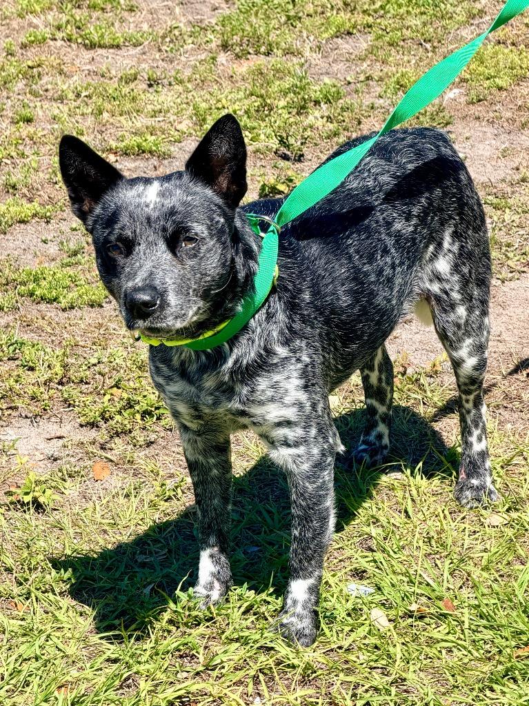 Enlarge Ruthie, a Adoptable Australian Cattle Dog / Blue Heeler in Cape Coral, FL image 2/2