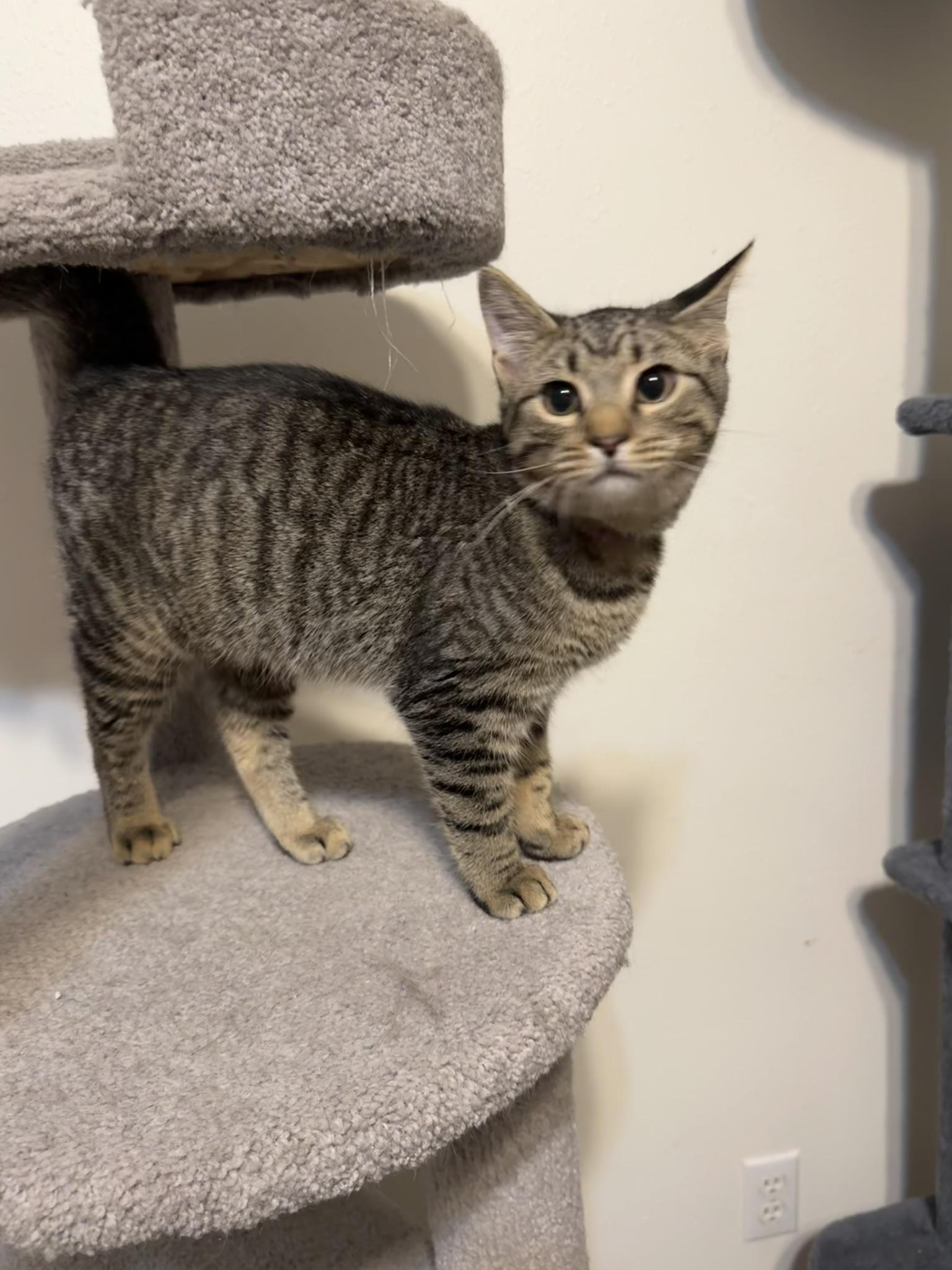 Enlarge Louise, a Adoptable mixed breed in Springfield, MO image 2/6