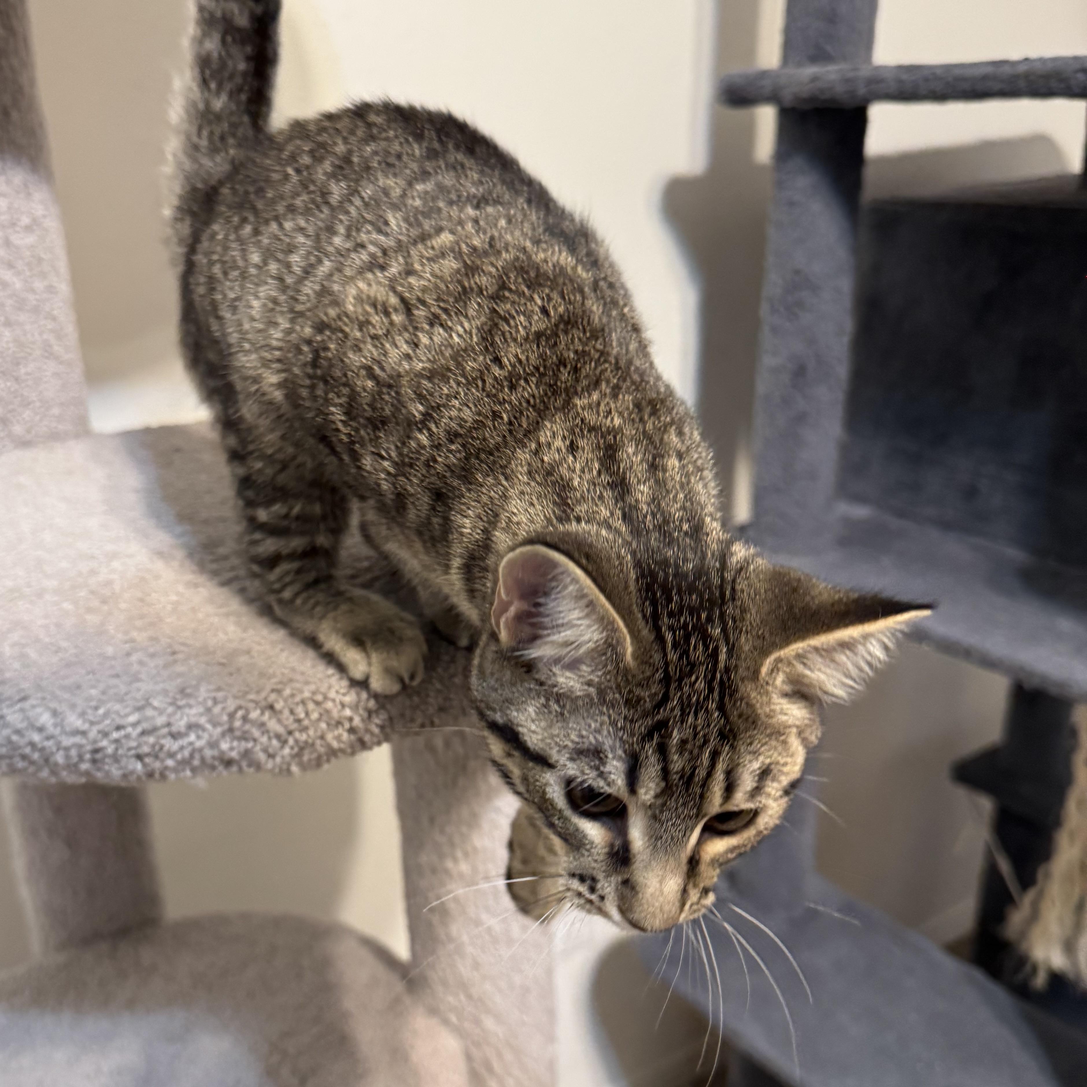 Enlarge Louise, a Adoptable mixed breed in Springfield, MO image 4/6