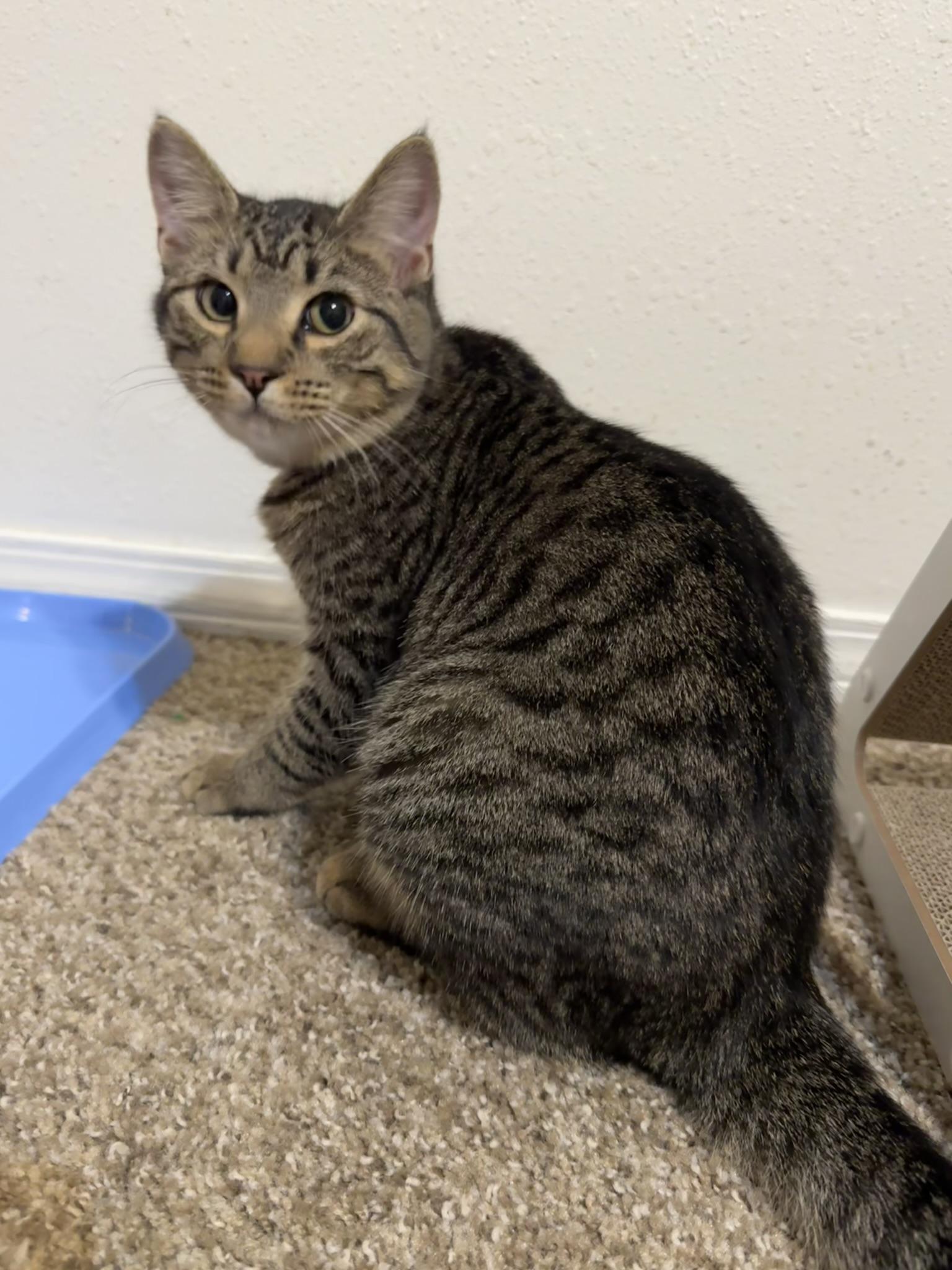 Enlarge Louise, a Adoptable mixed breed in Springfield, MO image 5/6