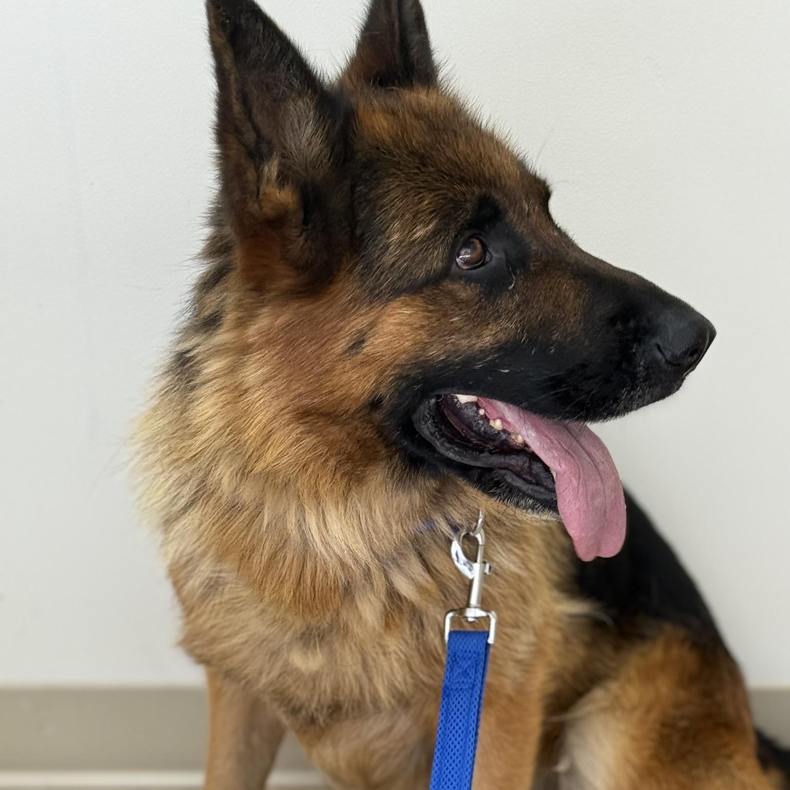 Hans German Shepherd Dog Dog