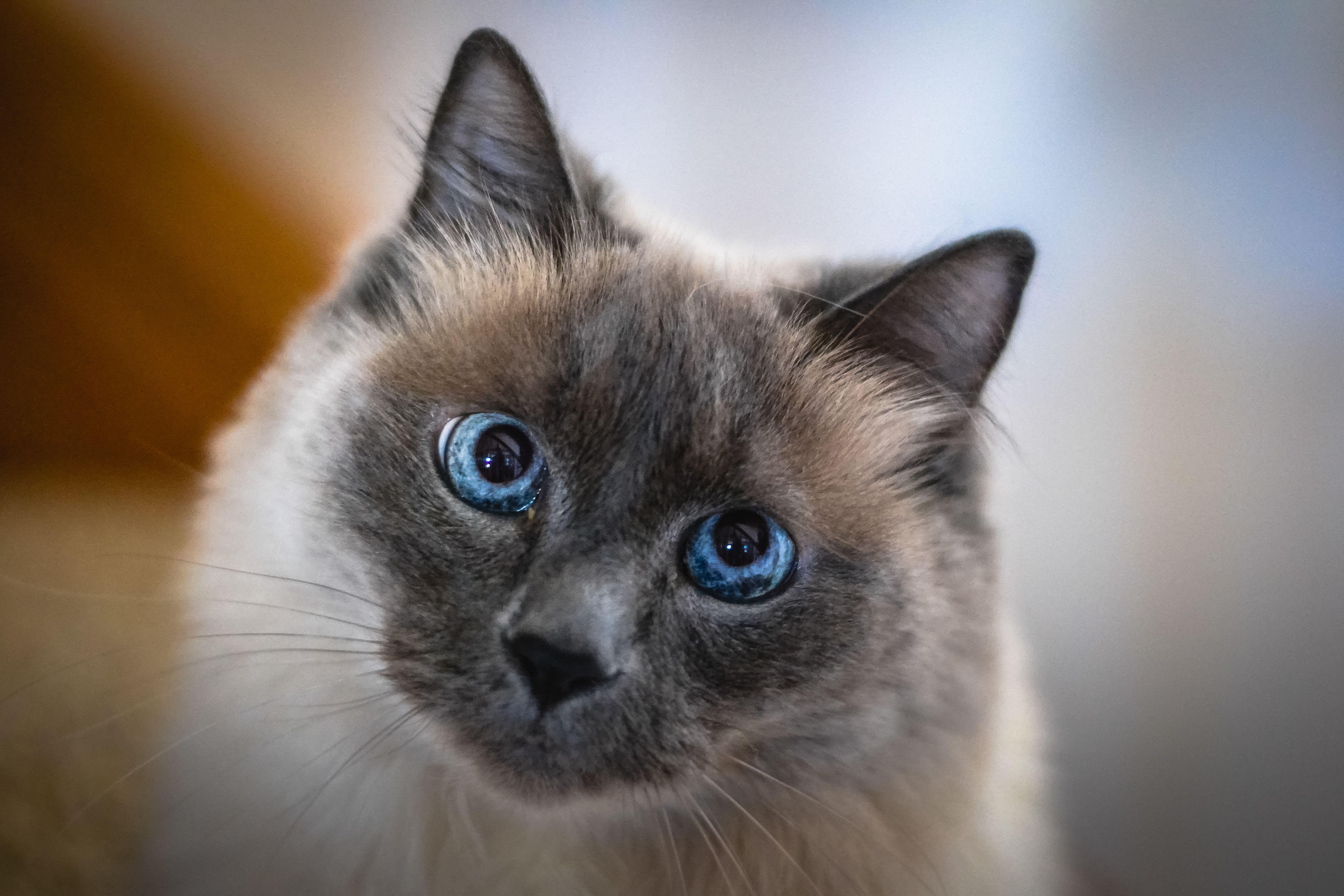 Nibbles- not adoptable- prod test, ADOPTABLE, Kitten Male Siamese.