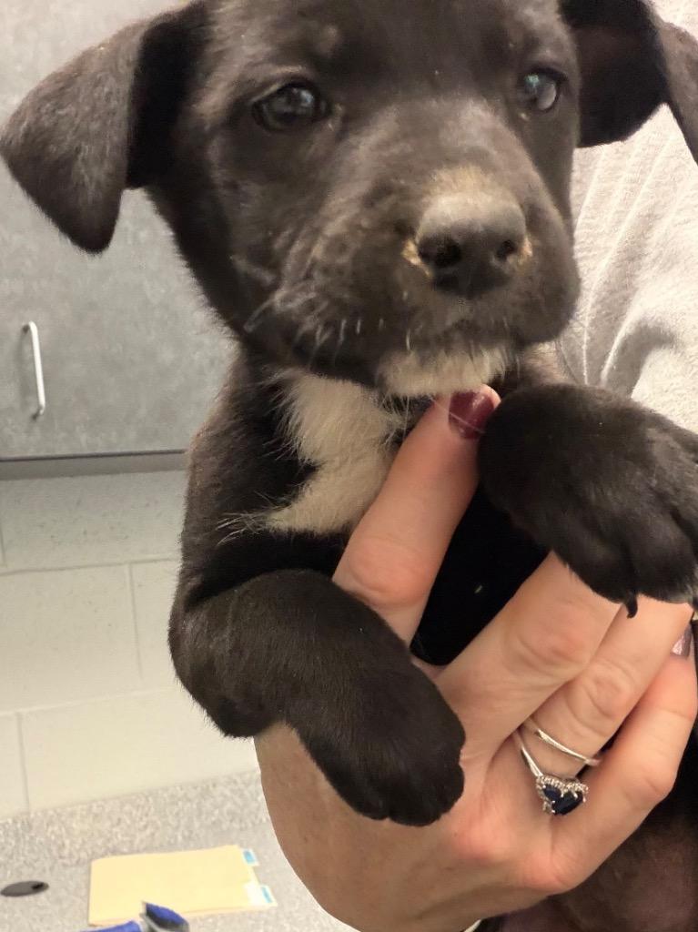 Enlarge Regina  Pup 3, a Adoptable Mixed Breed in Henderson, NC image 1/1