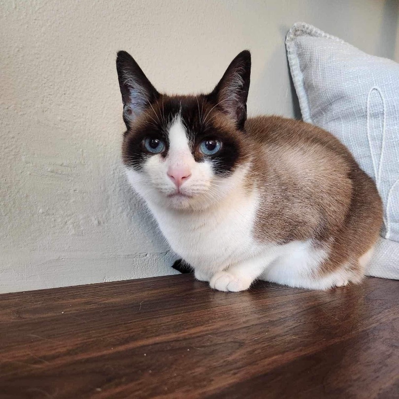 Haley, Adoptable, Adult Female Snowshoe.