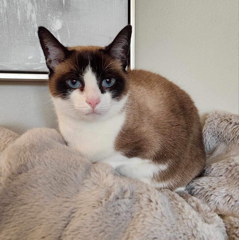 Haley, a Adoptable Snowshoe in Orland Park, IL image 2/6
