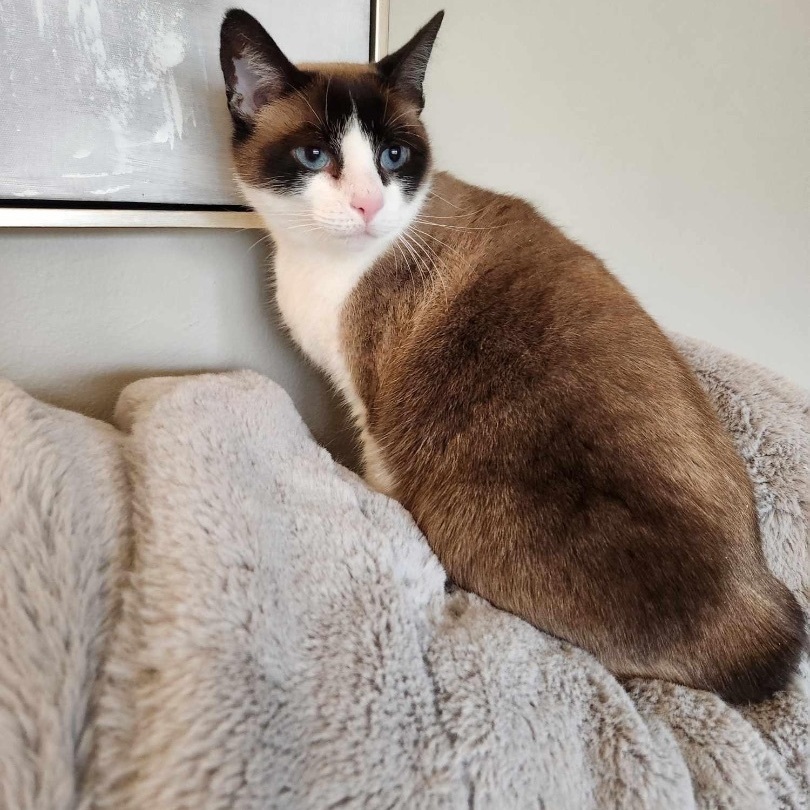 Haley, a Adoptable Snowshoe in Orland Park, IL image 3/6