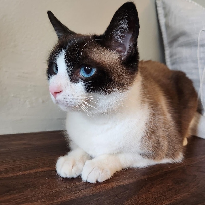 Haley, a Adoptable Snowshoe in Orland Park, IL image 5/6