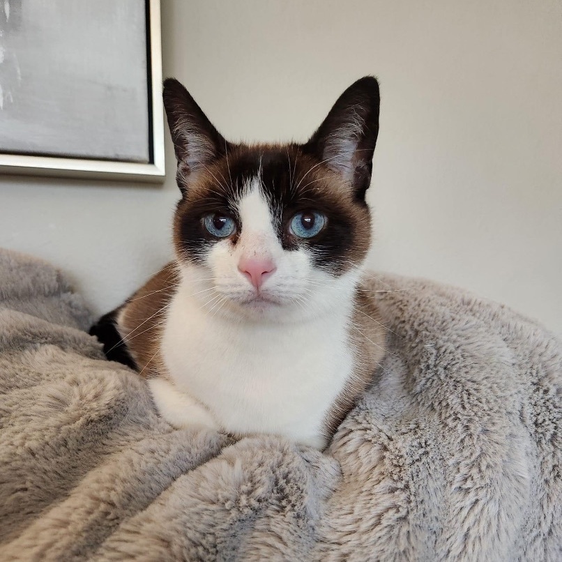 Haley, a Adoptable Snowshoe in Orland Park, IL image 6/6