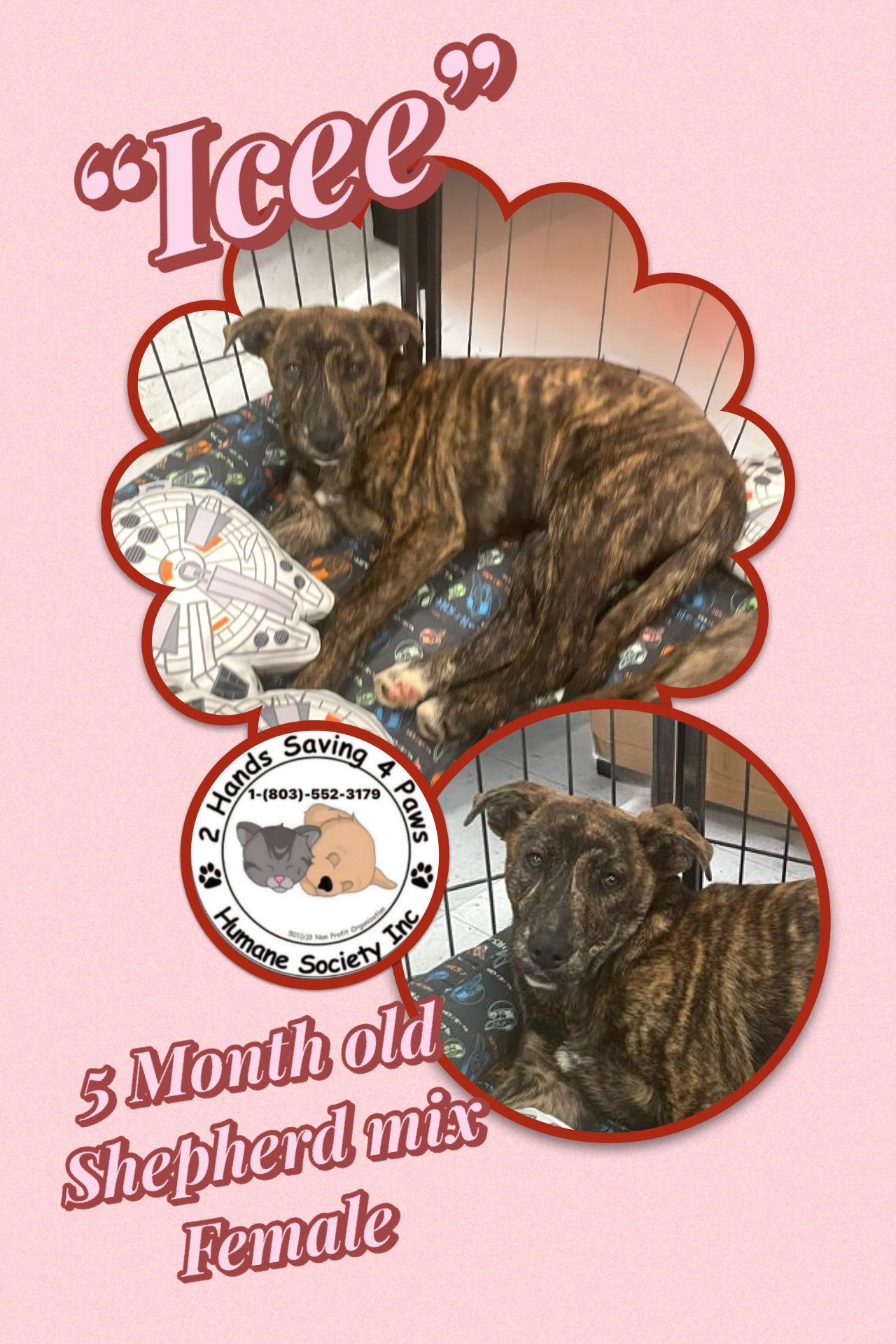 Icee, ADOPTABLE, Young Female Shepherd.