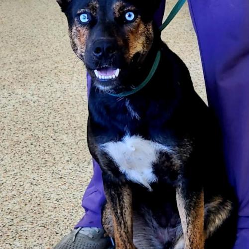 Skye, Adoptable, Young Female Australian Cattle Dog / Blue Heeler & Mixed Breed.