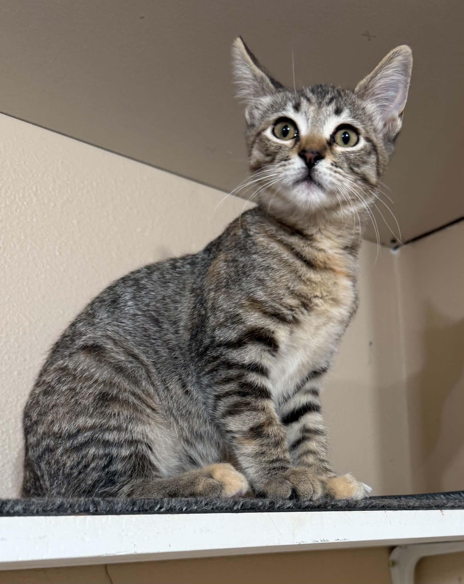 Tater, Adoptable, Kitten Female Tabby & Domestic Short Hair.