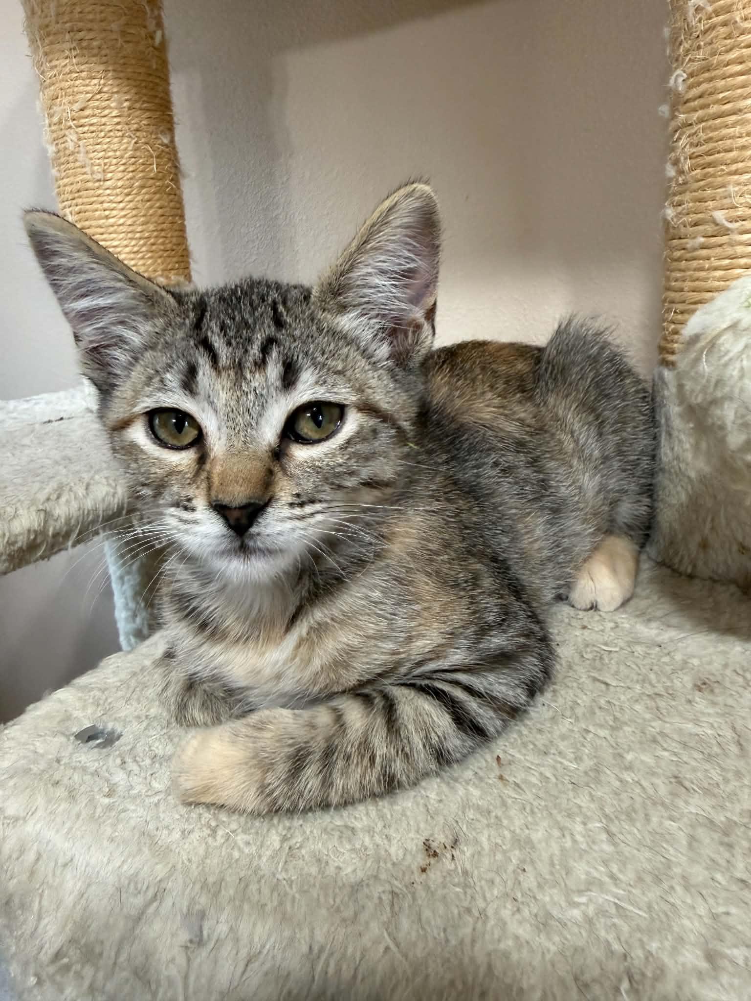 Enlarge Tater, a Adoptable mixed breed in Tehachapi, CA image 4/5