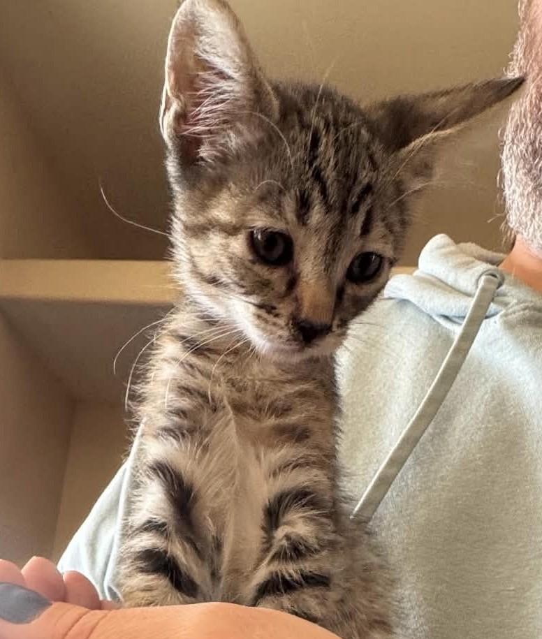 Tater, Adoptable, Kitten Female Tabby & Domestic Short Hair.