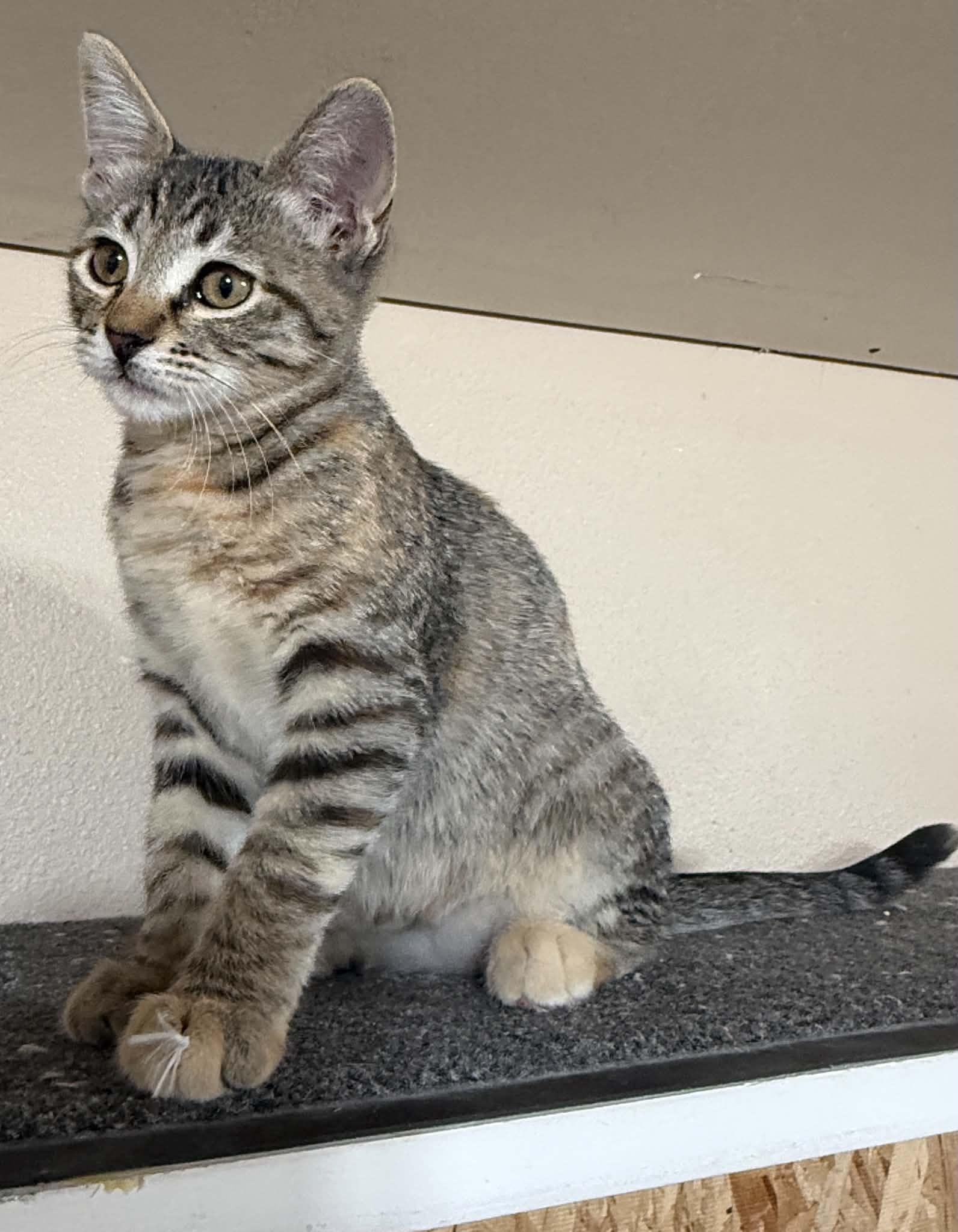 Enlarge Tater, a Adoptable mixed breed in Tehachapi, CA image 2/5
