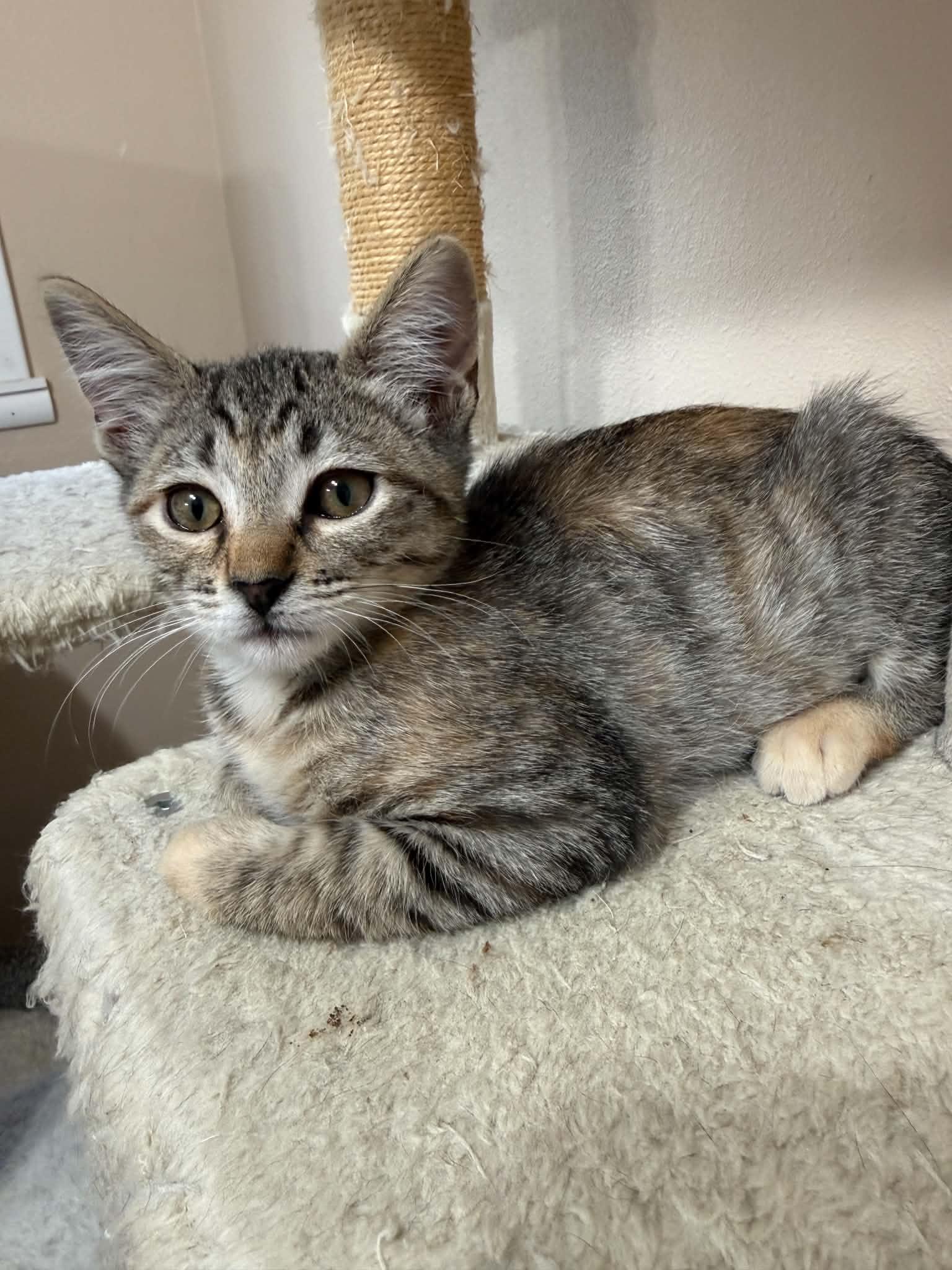 Enlarge Tater, a Adoptable mixed breed in Tehachapi, CA image 5/5